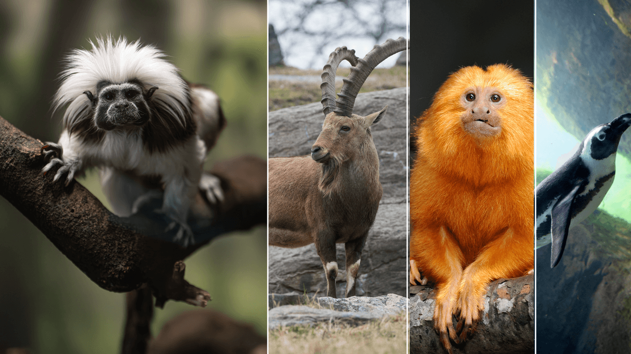 AIで絶滅危惧種の遺伝子情報を守る取り組みが進む